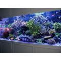 Grote acryl -aquariumvissentank voor restaurant