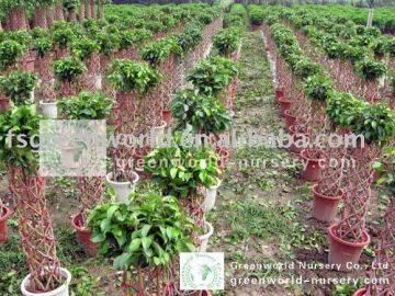 ficus cage shape farm