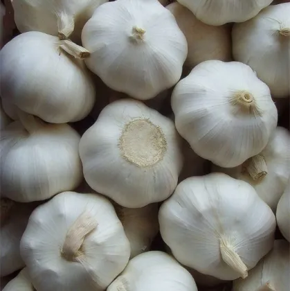 fresh chinese pure white garlic import china garlic good farmer garlic