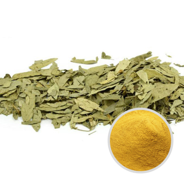 Senna Leaf Extract Powder Natural Radix 10:1 Organic