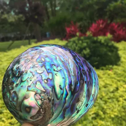 Wholesale Large Stock Polished New Zealand Abalone Paua Shells