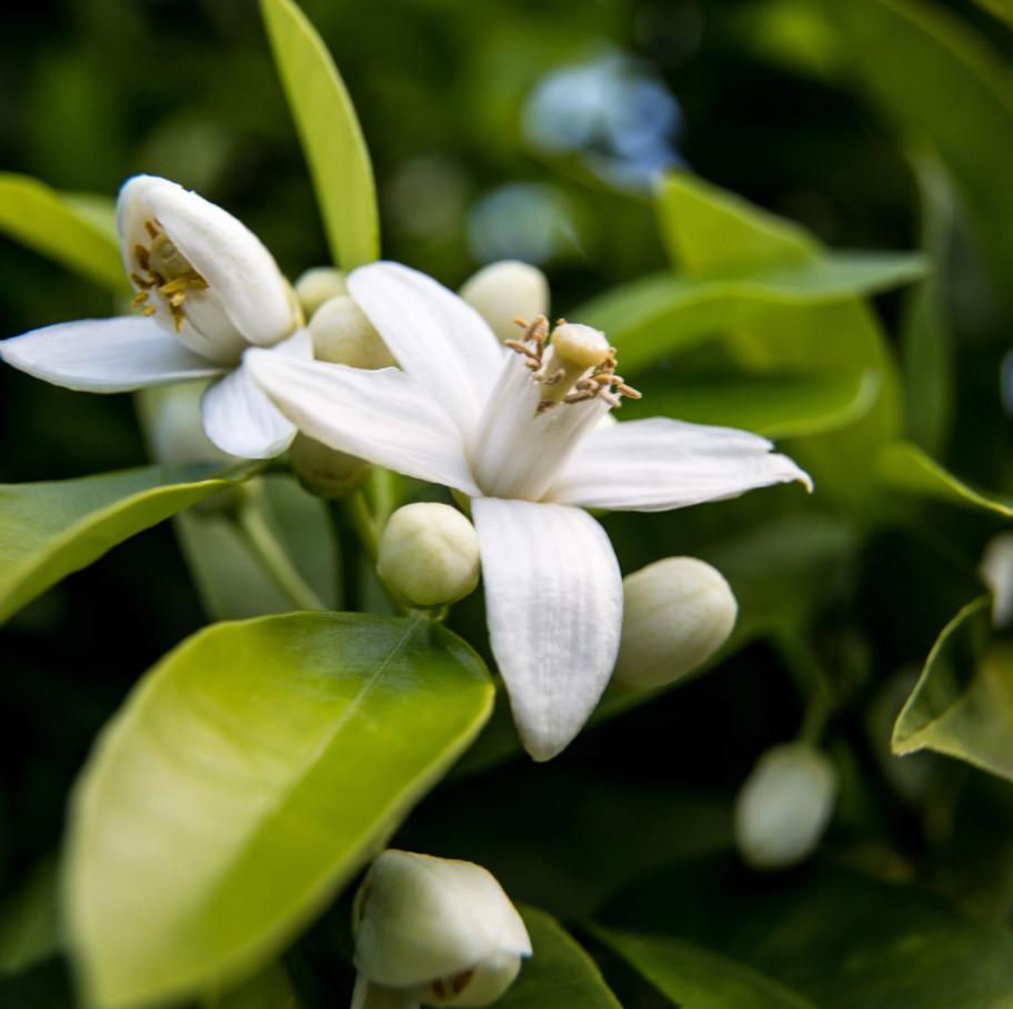 ملصق خاص Neroli الزيوت الأساسية للزيوت لتدليك الشموع