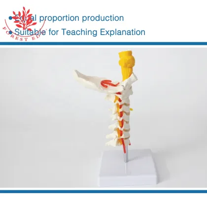 Medical Education and Clinical Pathology Teaching Demonstrations: Human Brain Stem and Cervical Models