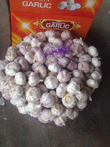 Loose Packing Fresh Garlic