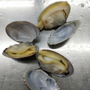 Live Frozen Short Necked Clams with Shell Seafood