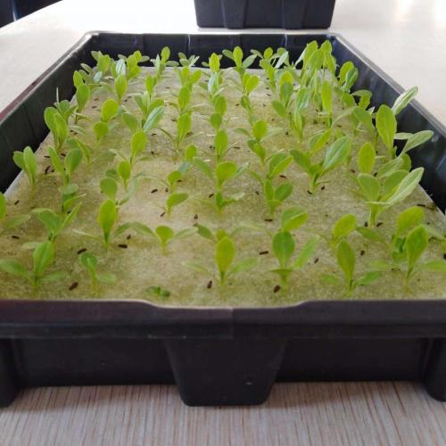 Esponja de cultivo hidropónico Skyplant para plantar
