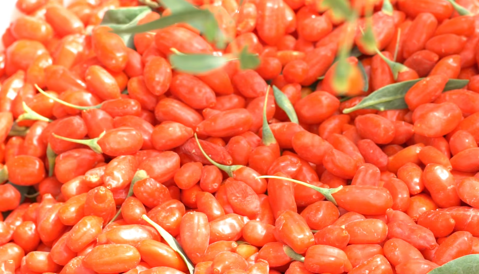 Red Wolfberries