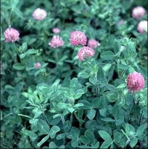 Trifolium Pratense Extract