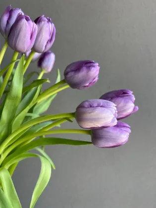 Fresh cut purple tulip