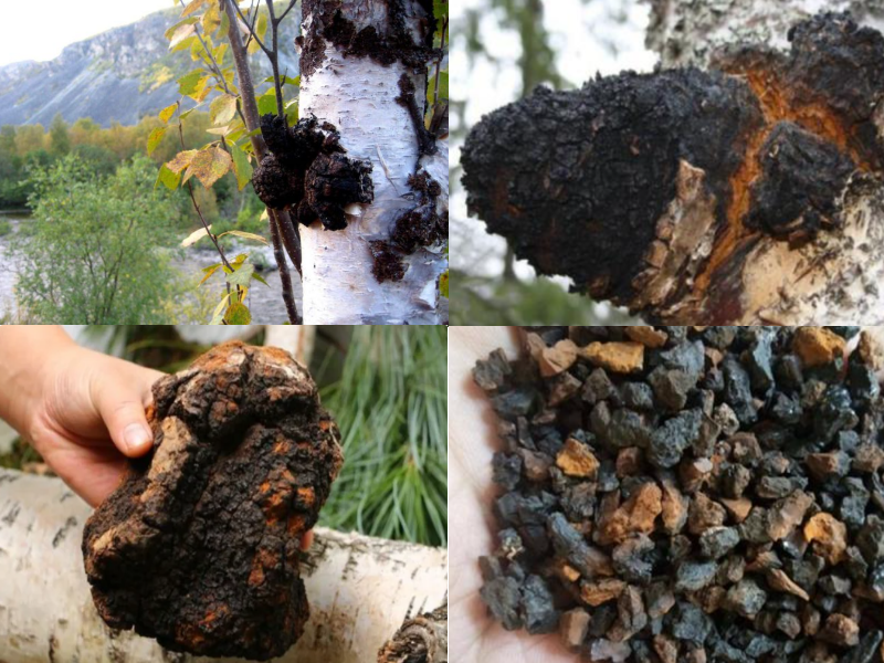 5.Chaga Mushroom Extract