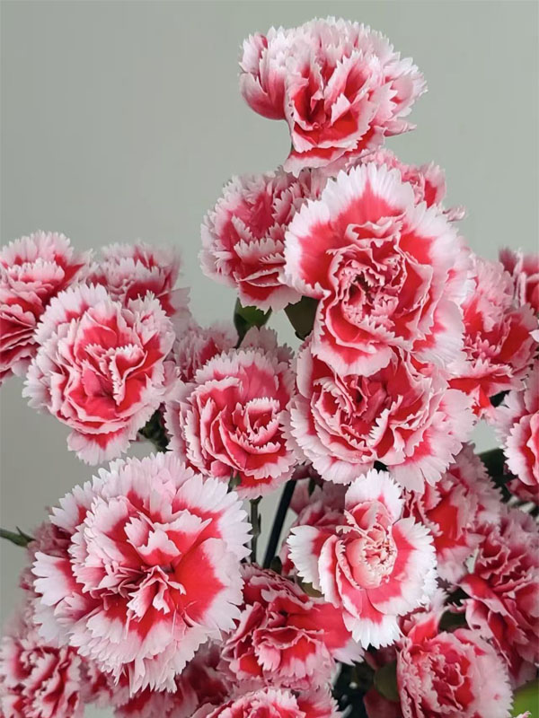 Spray carnation Scarlett4