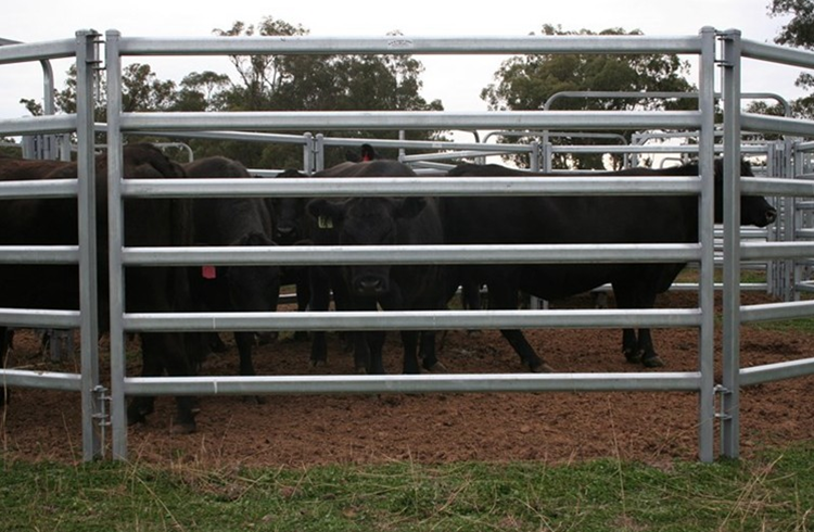 galvanized pipe horse fence panel cattle fence