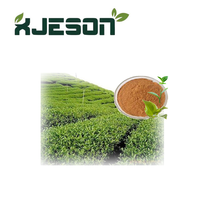 Green Tea Extract Polyphenol