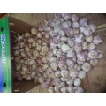 Low Price Fresh Garlic 2020