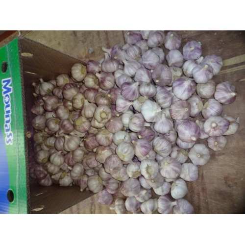 Low Price Fresh Garlic 2020