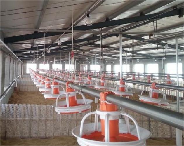 Poultry pan feeding system