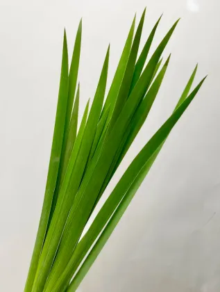 Premium Iris Foliage in Vibrant Green Shades