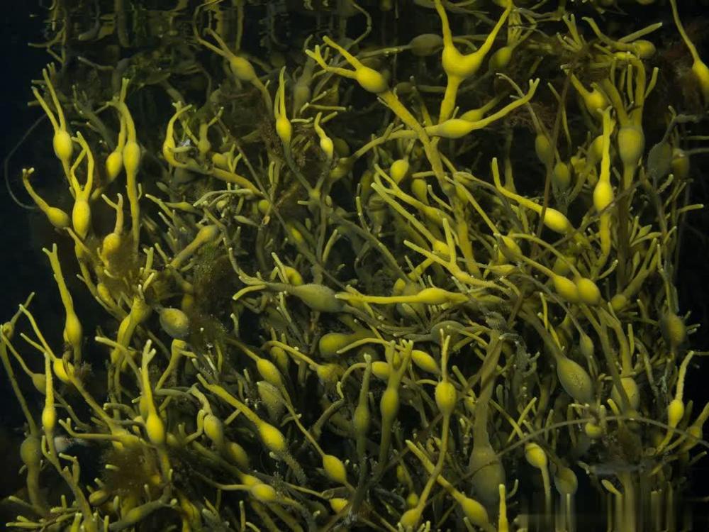 Fucus Vesiculosus Extract 2