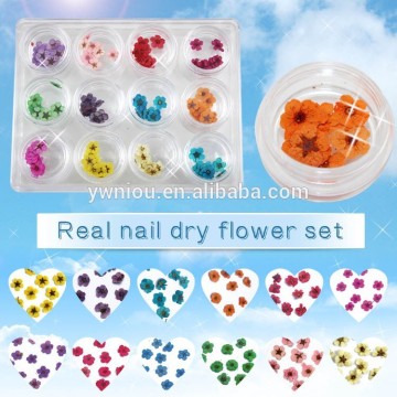 Nail Art Decoration 12 Mix Colors Nail Art Dried Flowers