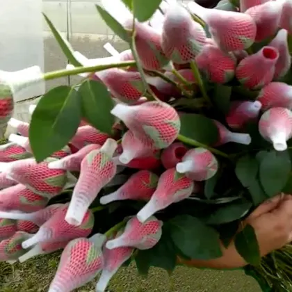 Good Quality Rose Transparent Single Rose Flower Sleeve