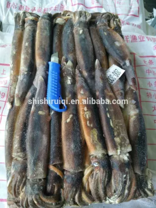 sea frozen illex squid