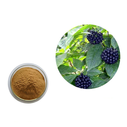 acanthopanax senticosus extract powder