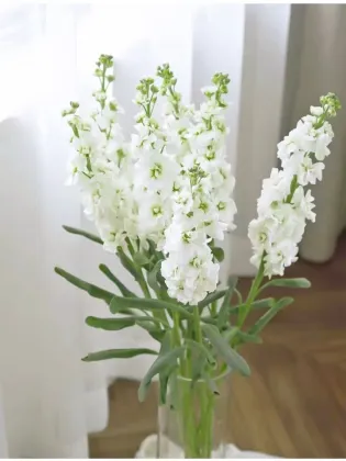 High Quality Fresh Cut Flowers White Violet Flowers