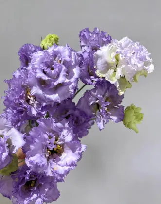 Premium Farmer Light Purple Lisianthus Long Vase Life