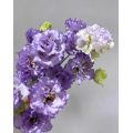 প্রিমিয়াম কৃষক হালকা বেগুনি Lisianthus দীর্ঘ দানি জীবন