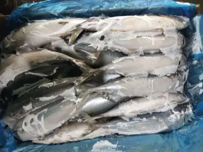 Frozen mackerel fish