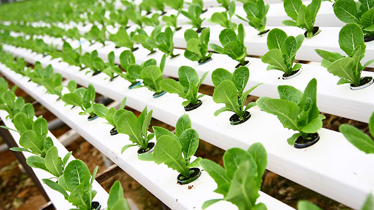 hydroponic Soilless Culture