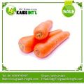 2016 Supply Carrot No Complain