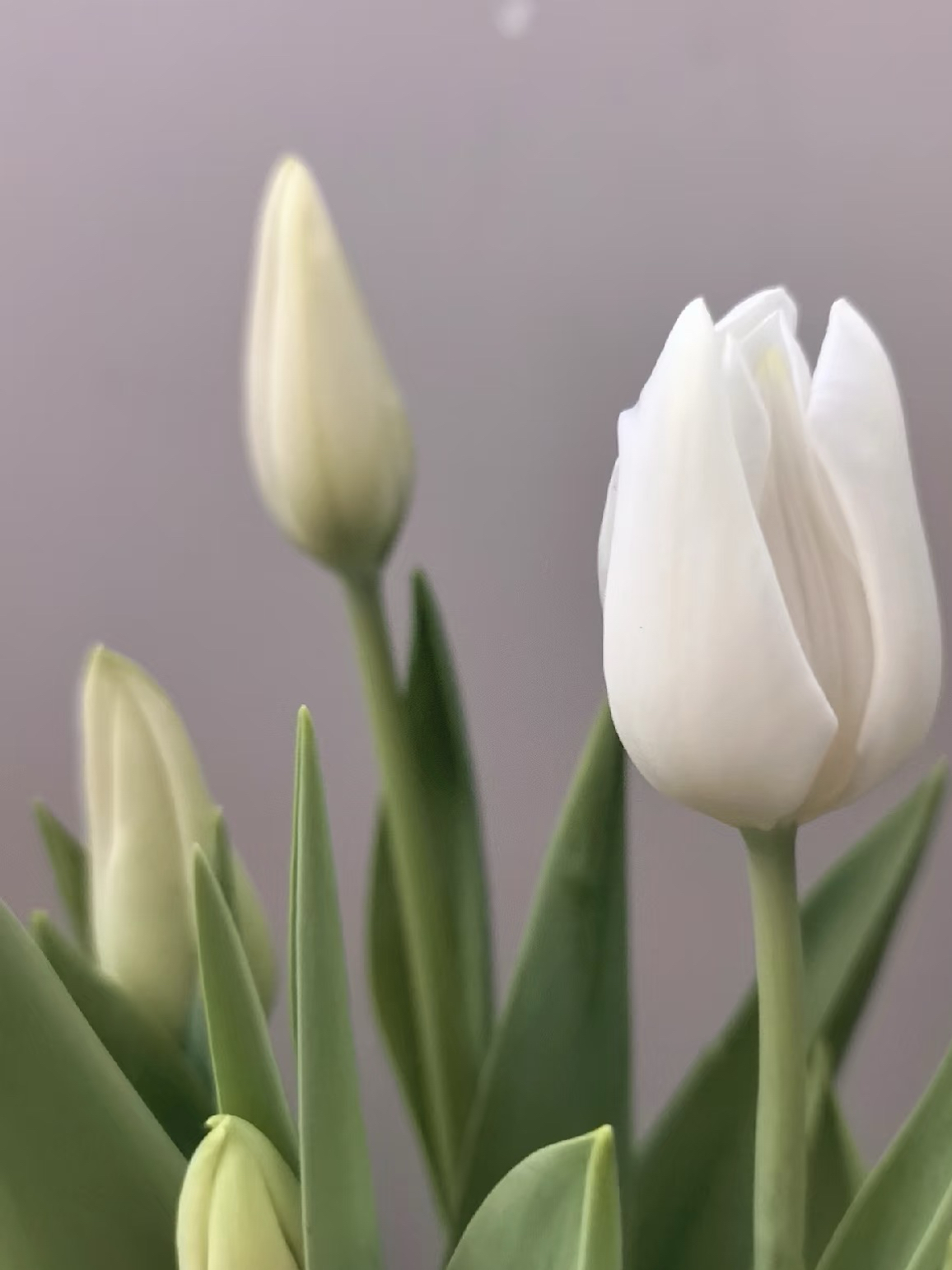 Fresh cut White Tulip2