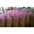 ekspor bawang putih segar ke Srilanka