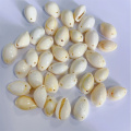 독특한 디자인 Kukui Puka Shell Kukui Lei