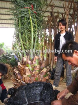canariensis palm packing