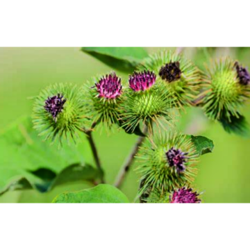 Arctium Lappa L. Seed Extract Burdock Seed Extract