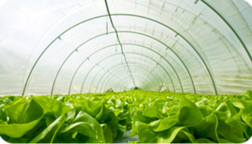 200 micron greenhouse plastic sheeting for vegetables cultivation