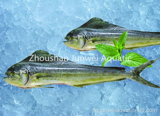 Frozen W/R Mahi Mahi با کیفیت بالا