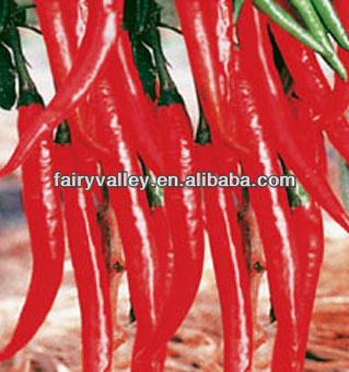 Chinese F1 Hybrid Hottest Sharp Red Pepper Seeds For Planting-Cluster Red