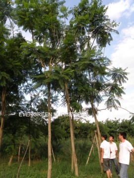 Jacaranda acutifolia Humb.et Bonpl.