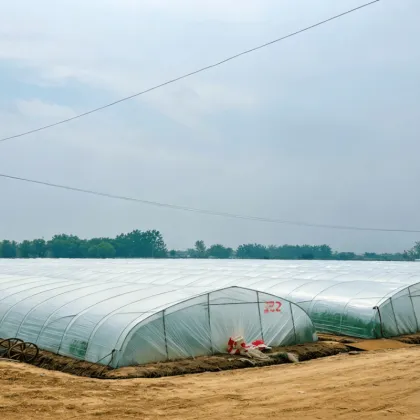 PE Greenhouse Film Medium Diffused