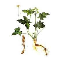 Plant triangular leaves Coptis