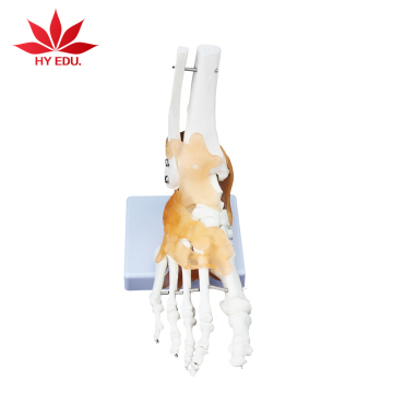 High Quality Life-Size Anatomical Foot Model with Ligaments