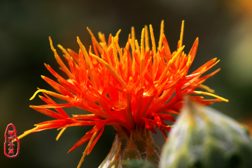 safflower extract1