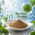 مسحوق Bacillus Firmus عالي النقاء، مكون بروبيوتيك