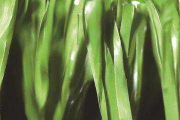 Synthetic Grass for Tennis, MT-Fibrillated Grass