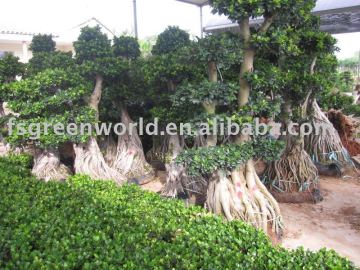 Ficus microcarpa big root stump shape ready for shipment