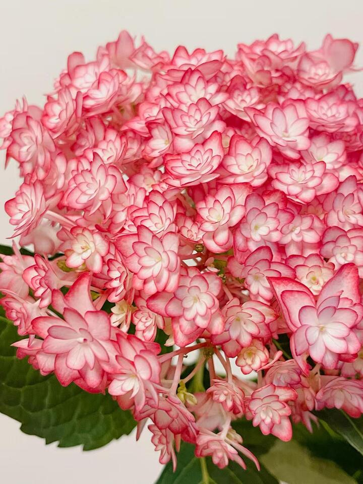 Luna Pink Double Hydrangea