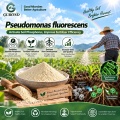مسحوق بروبيوتيك Pseudomonas Fluorescens للتطبيقات الزراعية